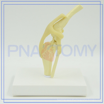 PNT-0877 Medical Science Subject Canine Knee model